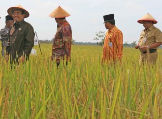 Sawah Baru di Sumbawa Mampu Produksi 6 Ton Padi per Hektar